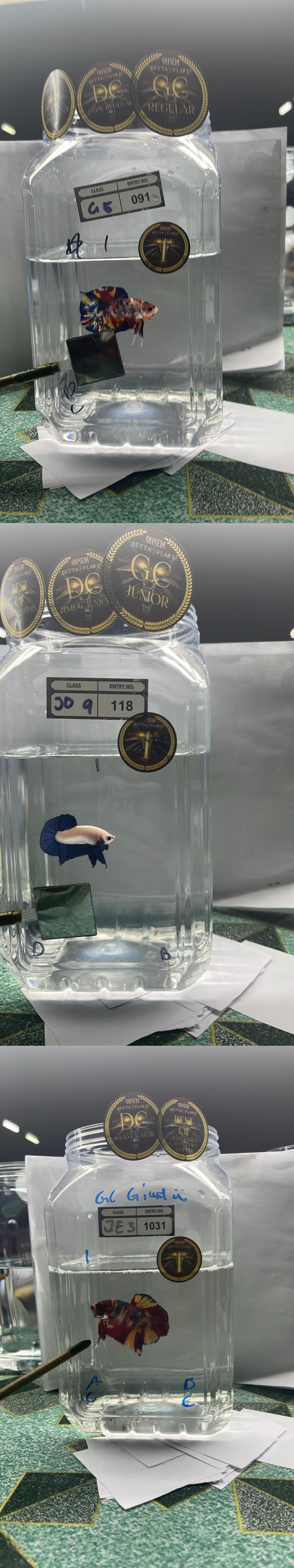 betta